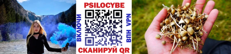 Галлюциногенные грибы Psilocybe Омутнинск